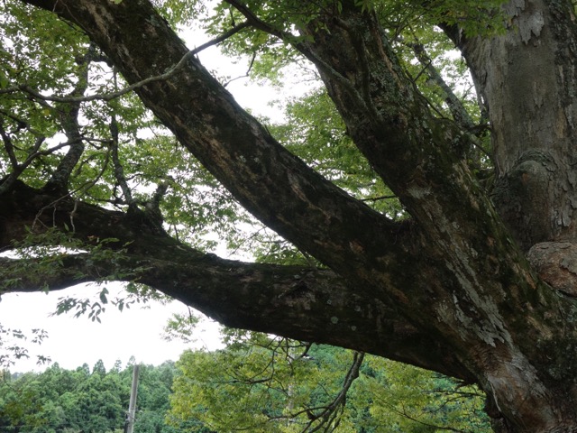 野間の大ケヤキ