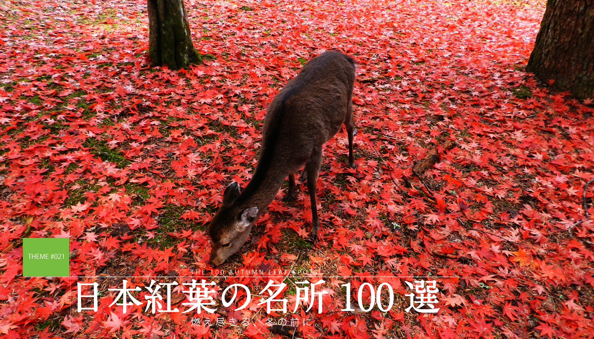 テーマで探す：日本紅葉の名所100選