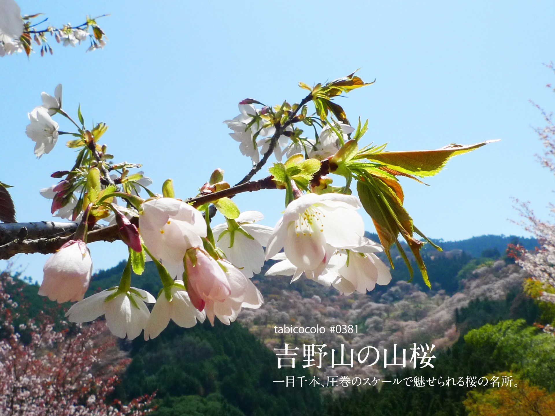 吉野山の山桜