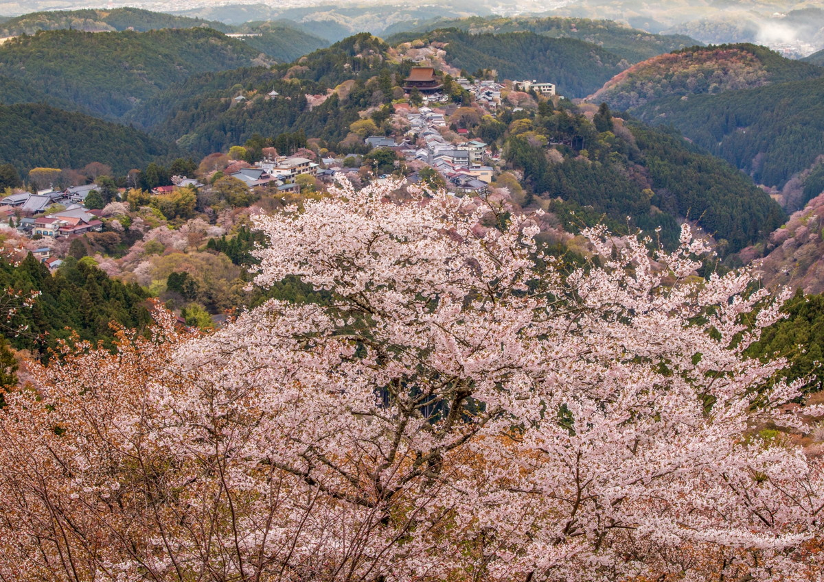 吉野山の山桜