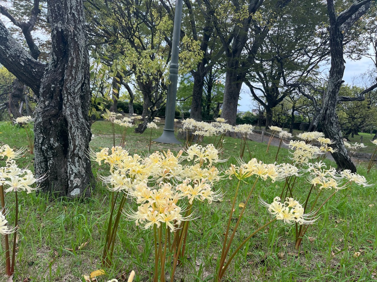 舞鶴公園