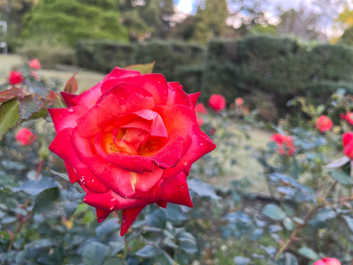 京都府立植物園