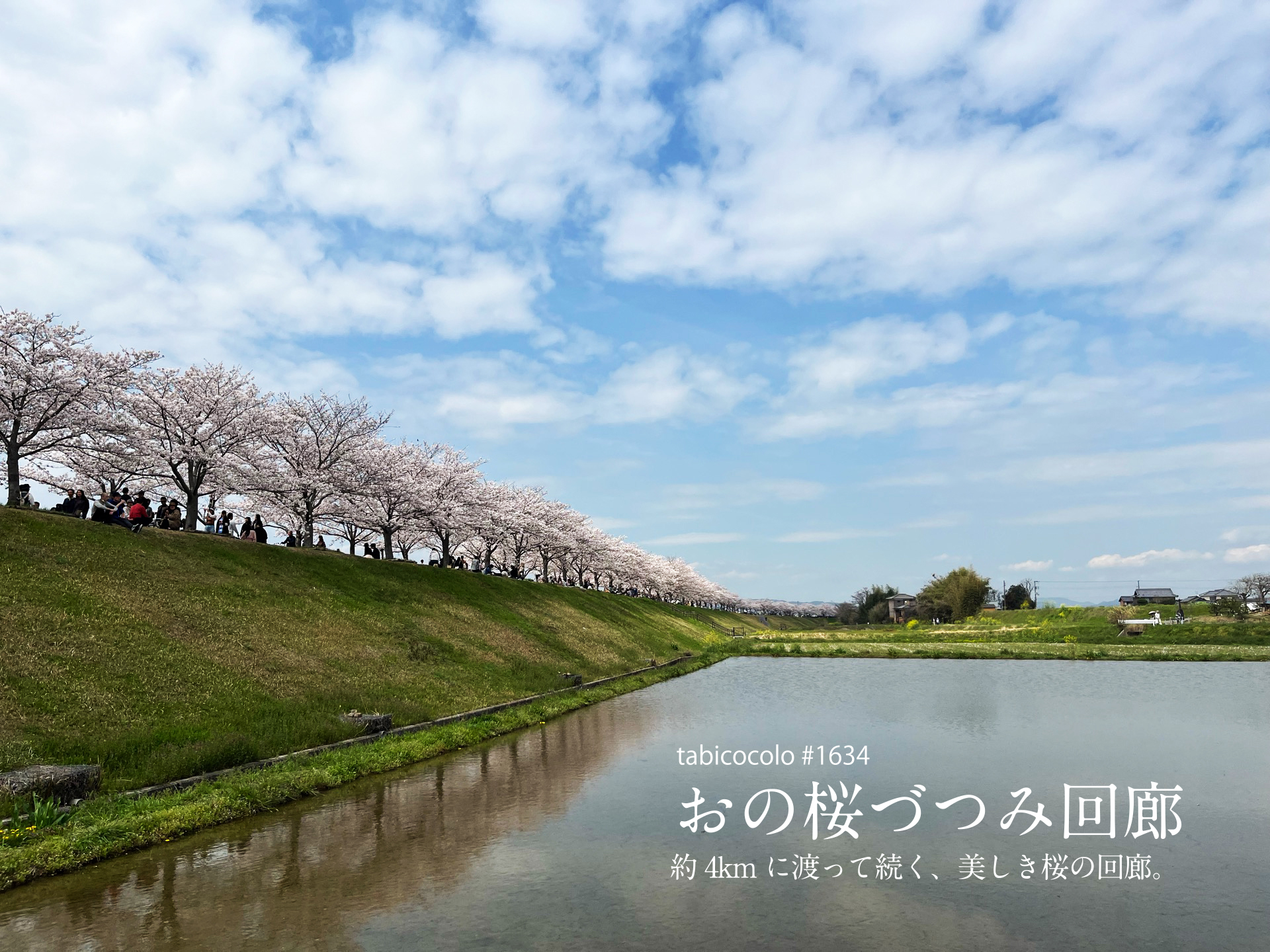 おの桜づつみ回廊