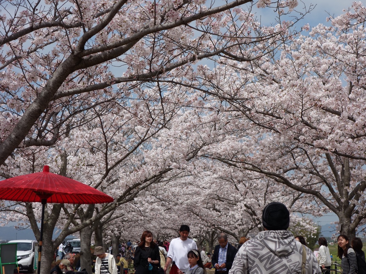 おの桜づつみ回廊