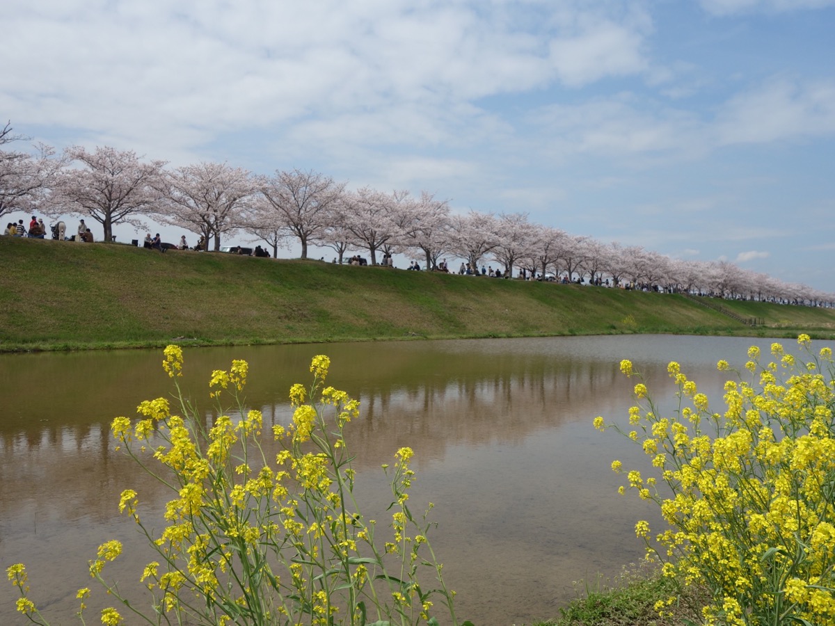 おの桜づつみ回廊