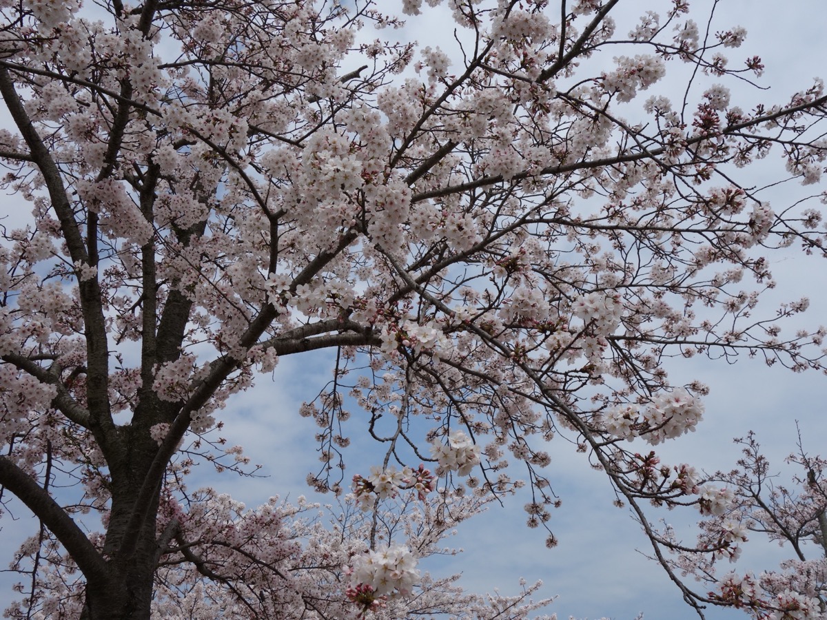 おの桜づつみ回廊