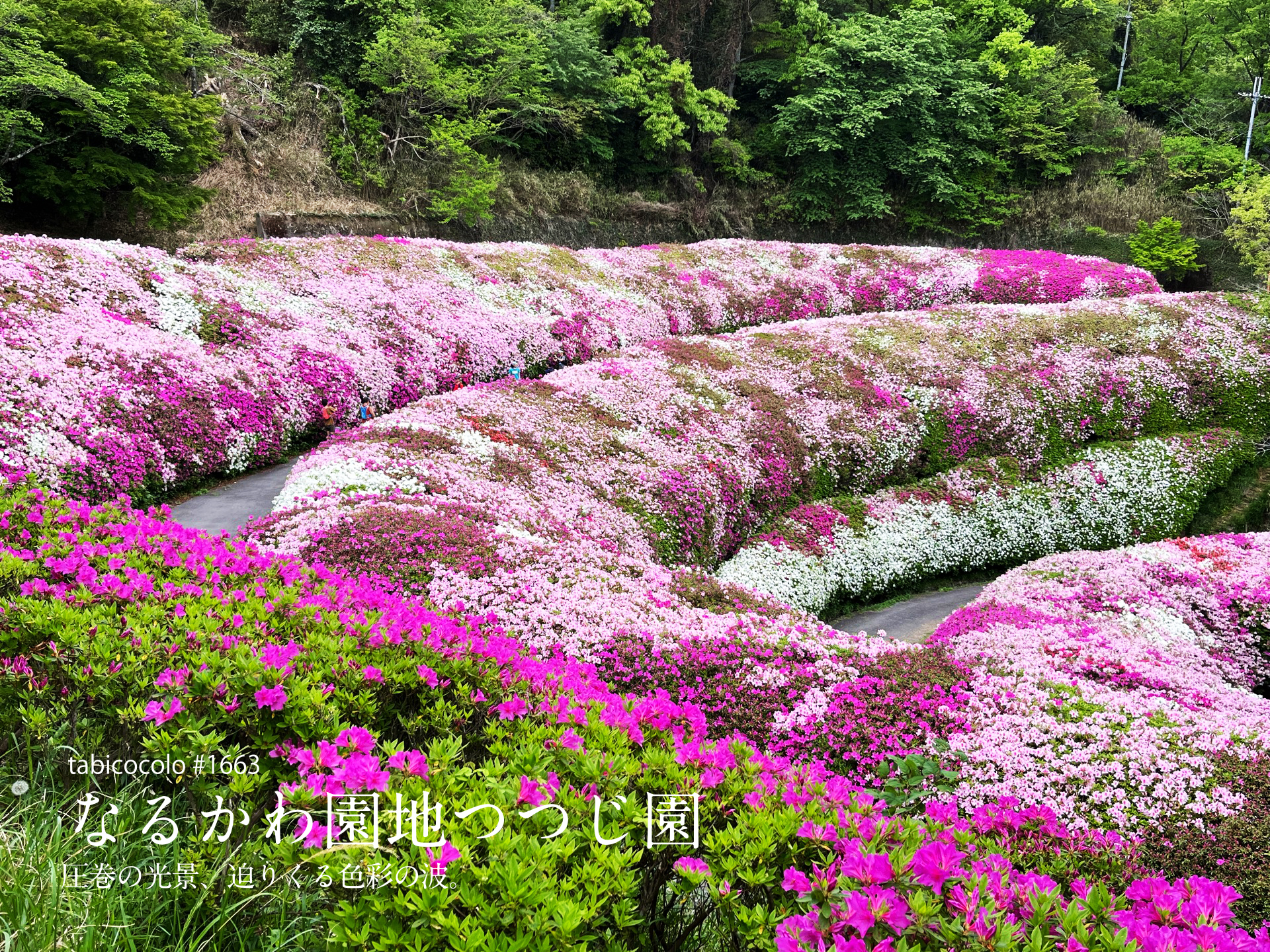 なるかわ園地つつじ園