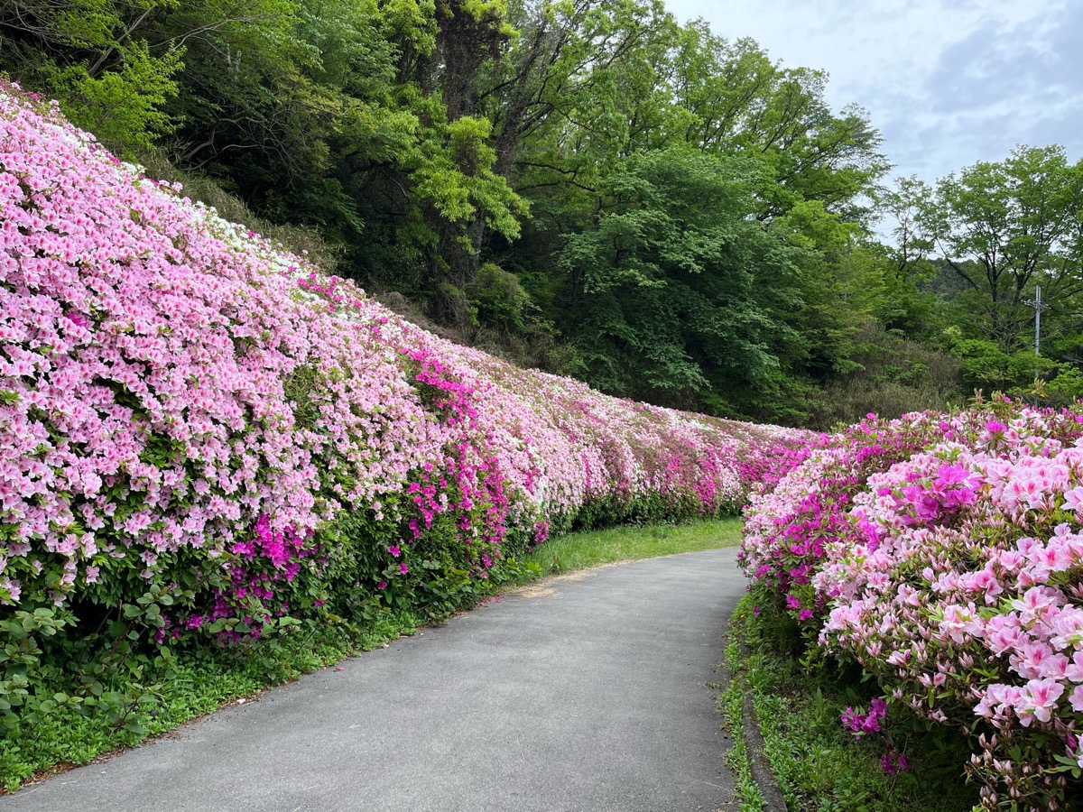 なるかわ園地つつじ園