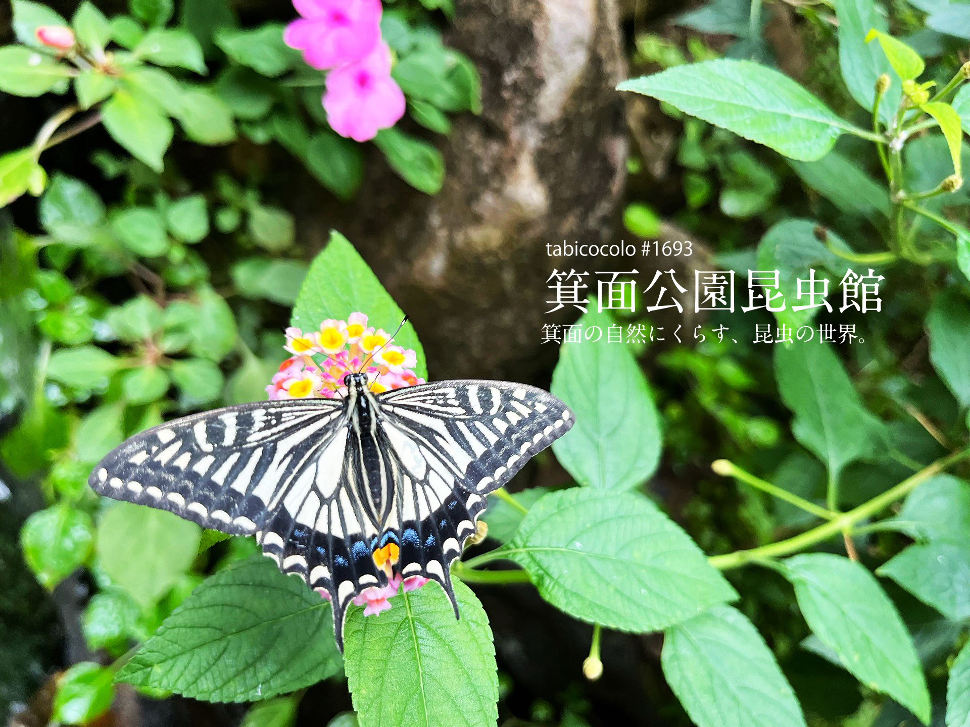 箕面公園昆虫館