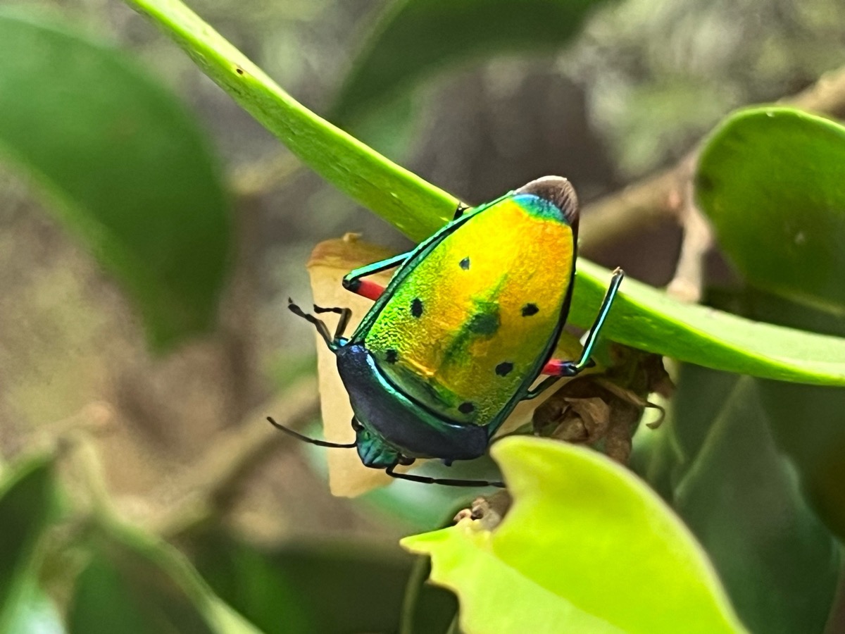 箕面公園昆虫館