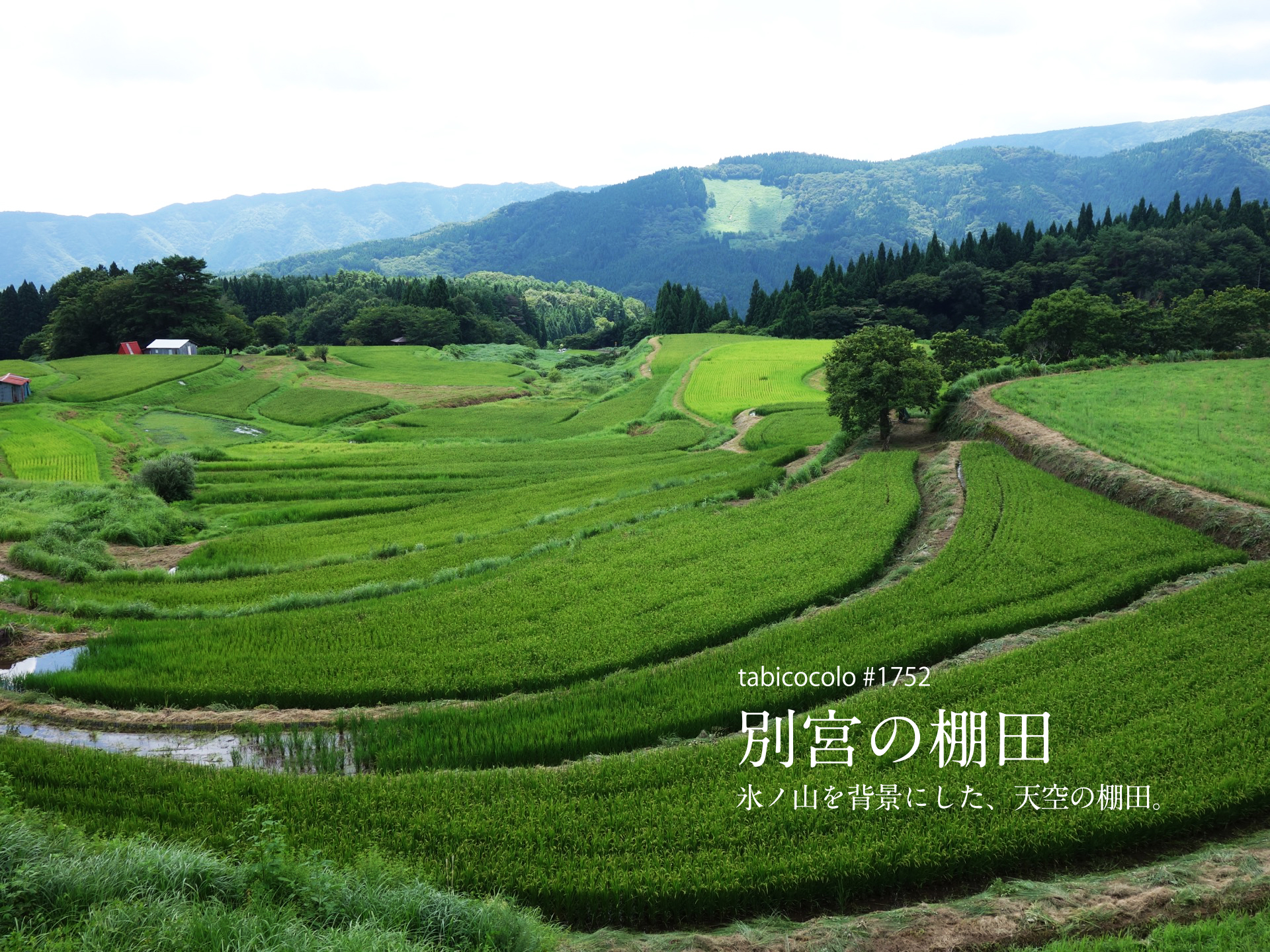 別宮の棚田