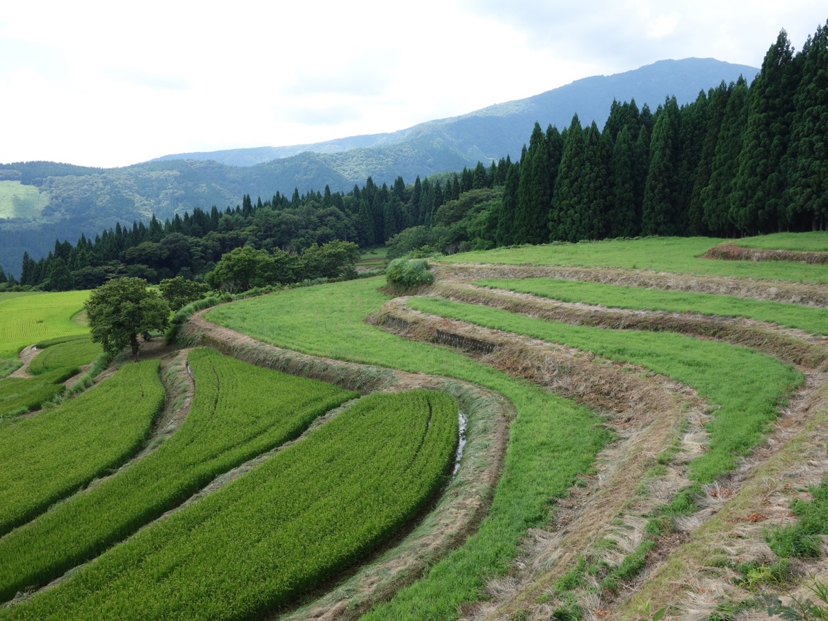 別宮の棚田