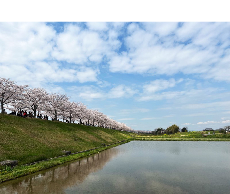 おの桜づつみ回廊