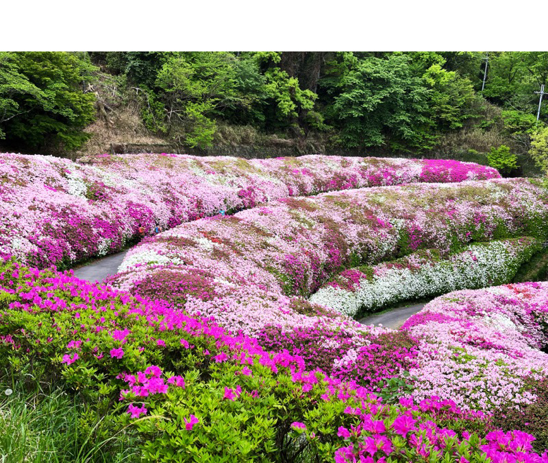 なるかわ園地つつじ園