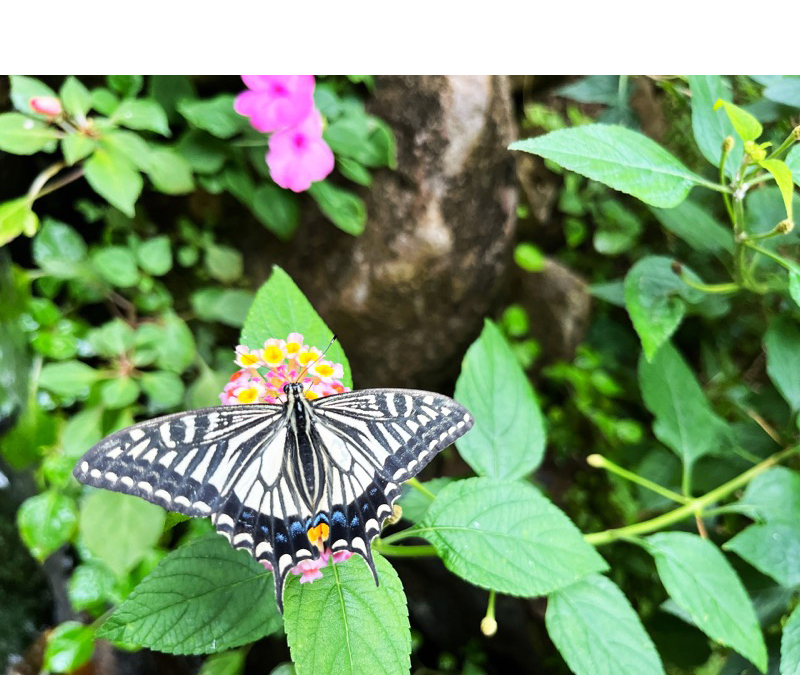 箕面公園昆虫館