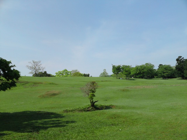 飛火野・クスの木