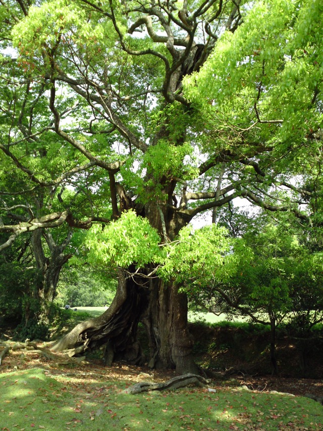 飛火野・クスの木