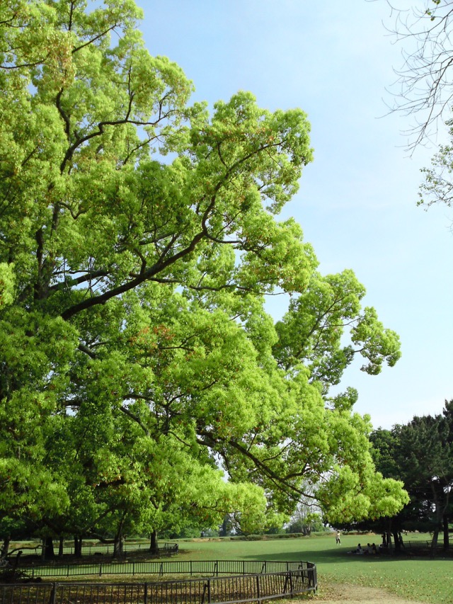 飛火野・クスの木