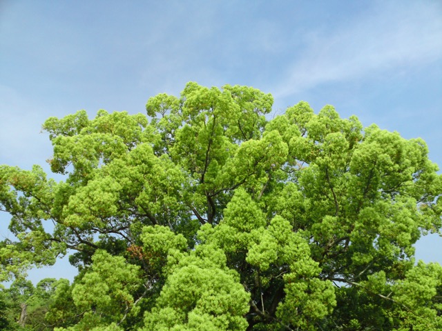 飛火野・クスの木