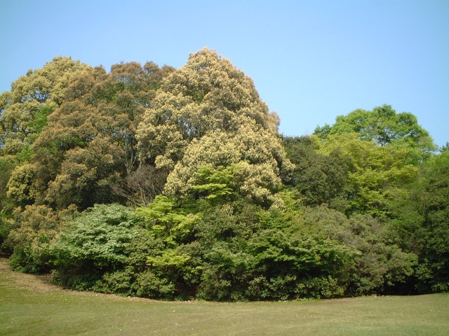 飛火野・桐畑