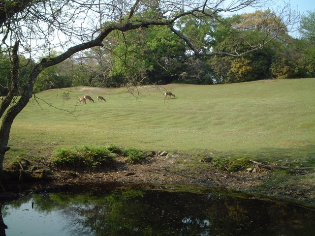 飛火野・桐畑