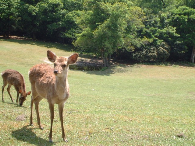 飛火野・桐畑