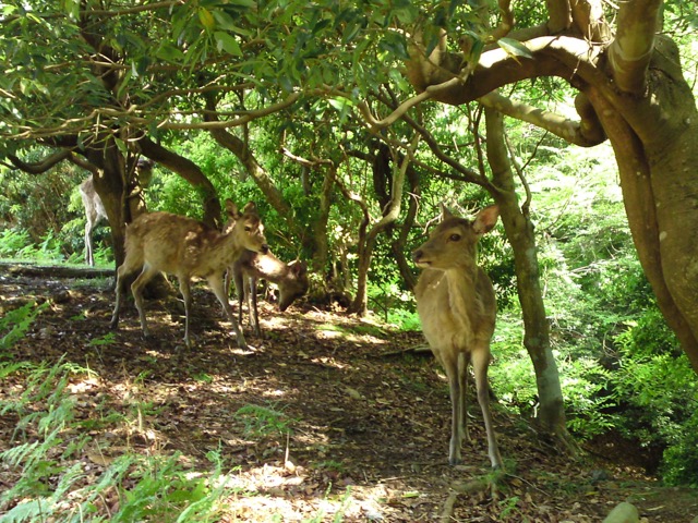 飛火野・桐畑