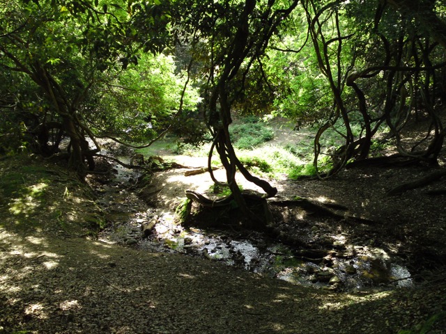 飛火野・桐畑