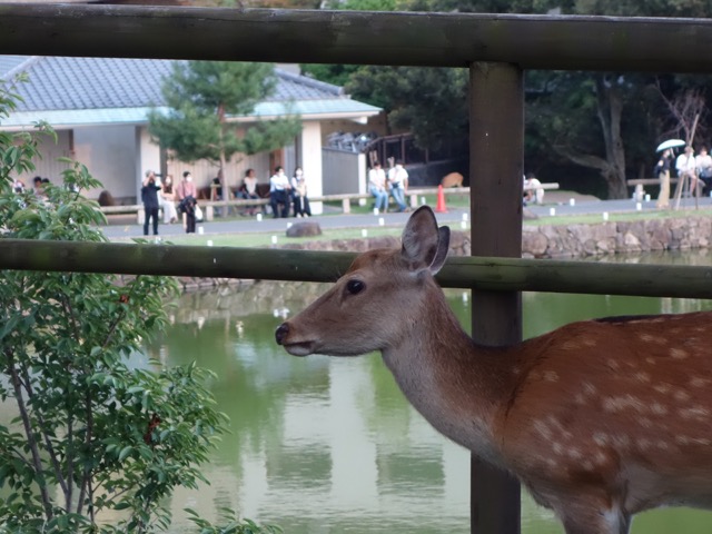 猿沢池