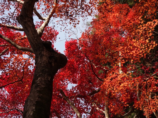 瑞宝寺公園