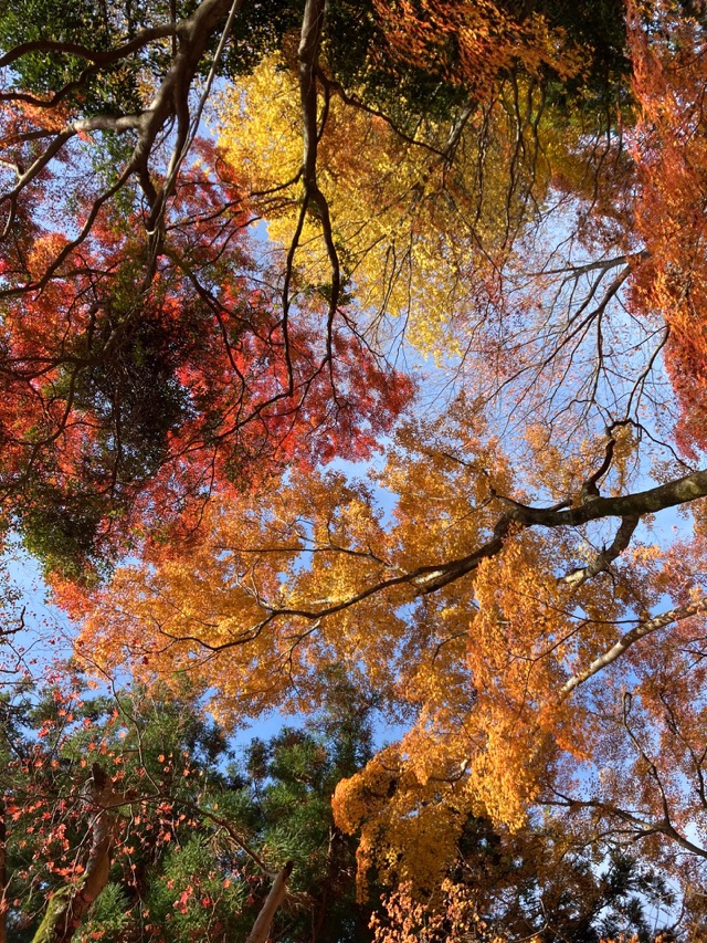 瑞宝寺公園