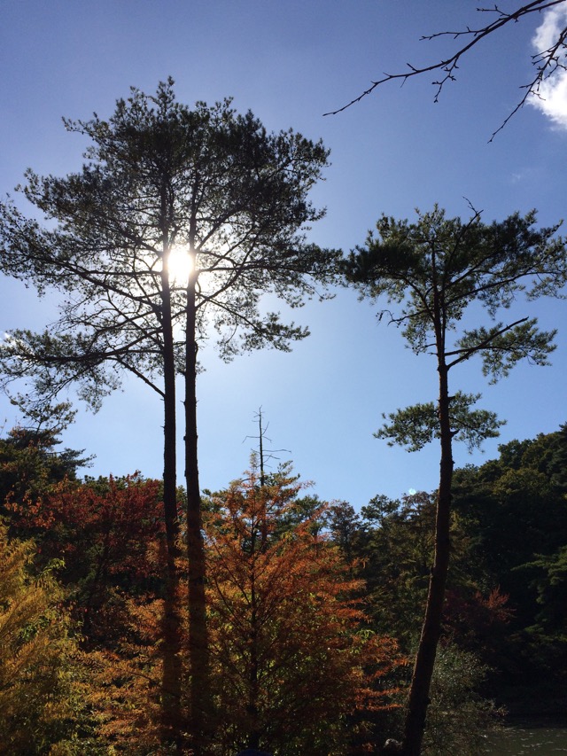 神戸市立森林植物園