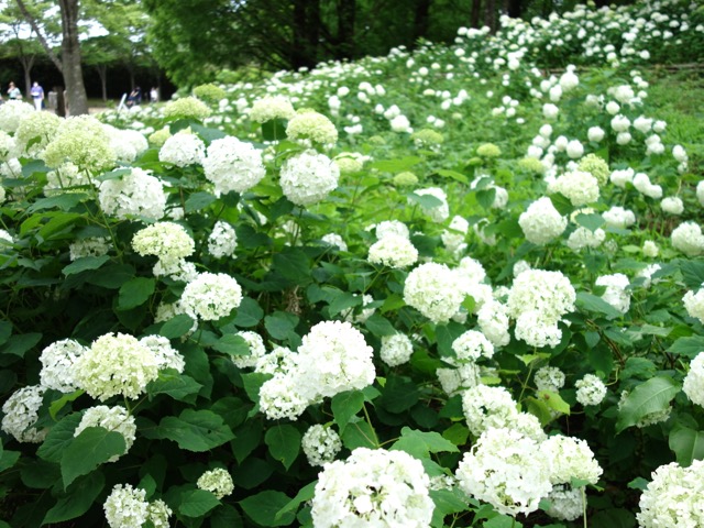 神戸市立森林植物園