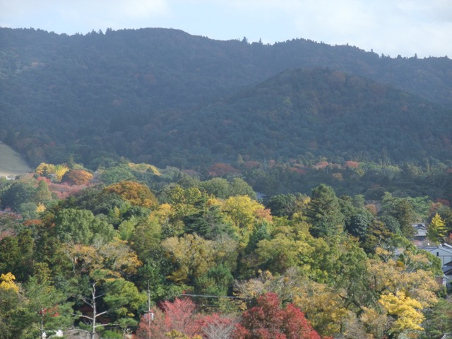 春日山原始林