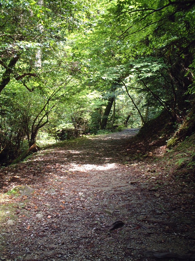 春日山原始林