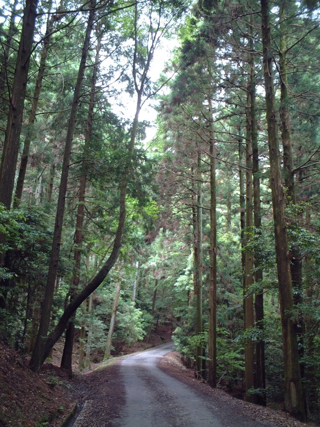 春日山原始林