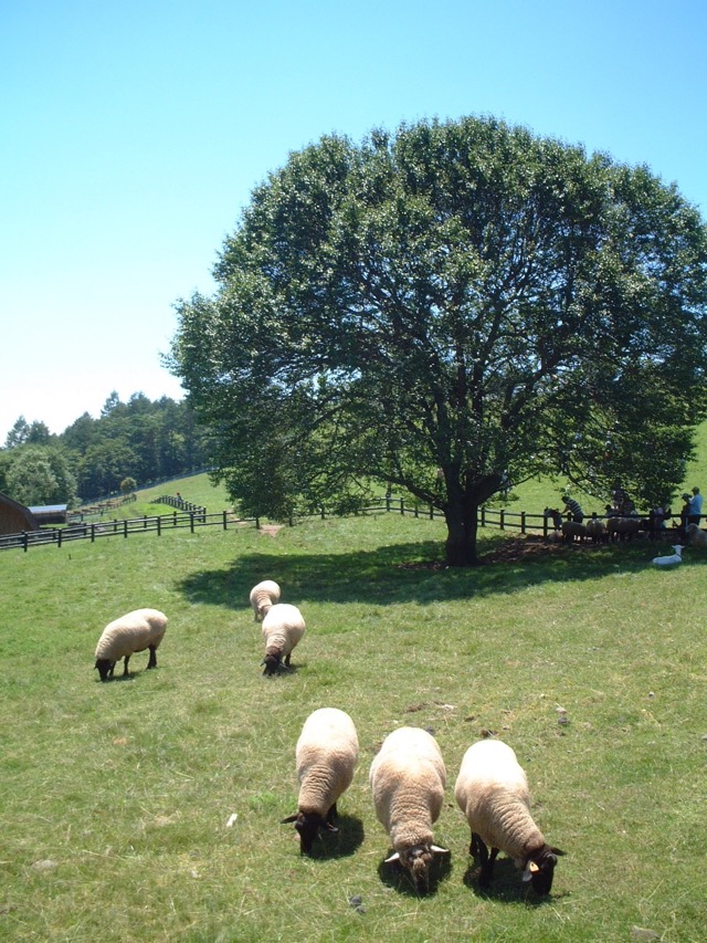 まきば公園