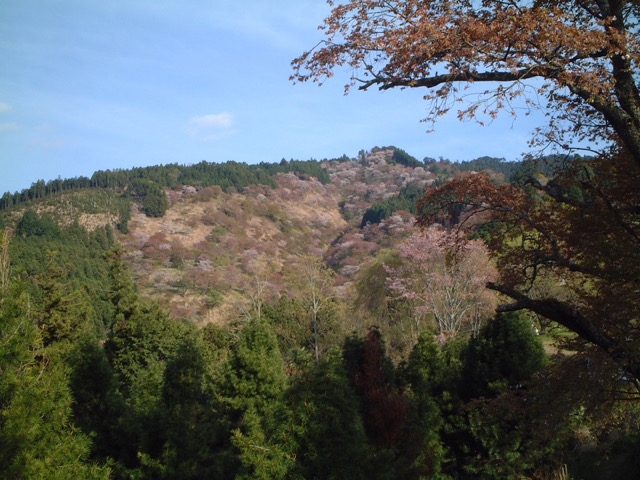 吉野山の山桜