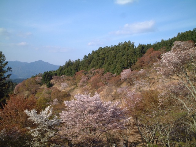 吉野山の山桜