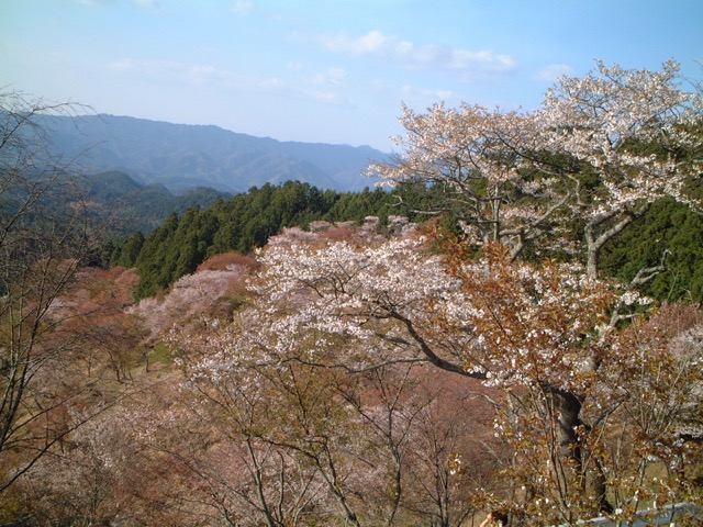 吉野山の山桜