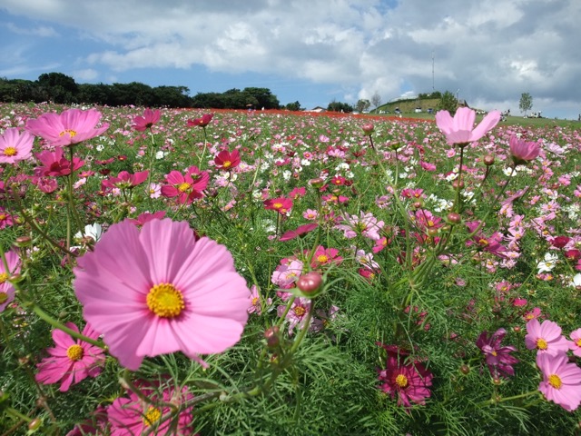 あわじ花さじき