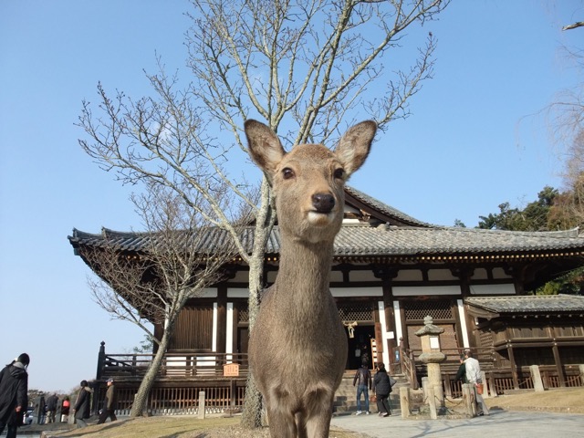 東大寺・三月堂