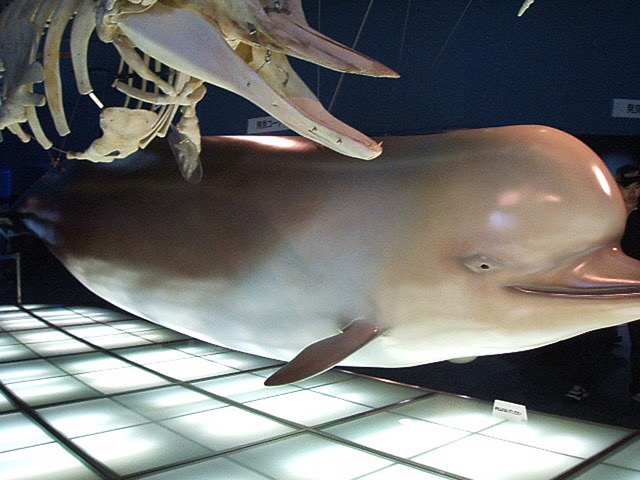 名古屋港水族館