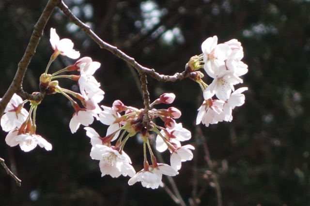 水分れ公園