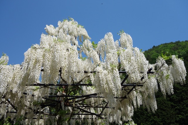 大町藤公園