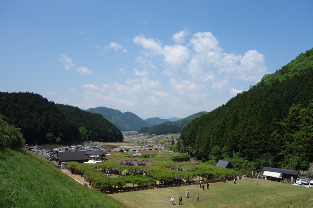 大町藤公園