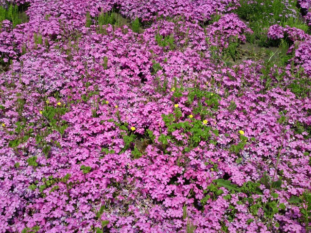 大町藤公園