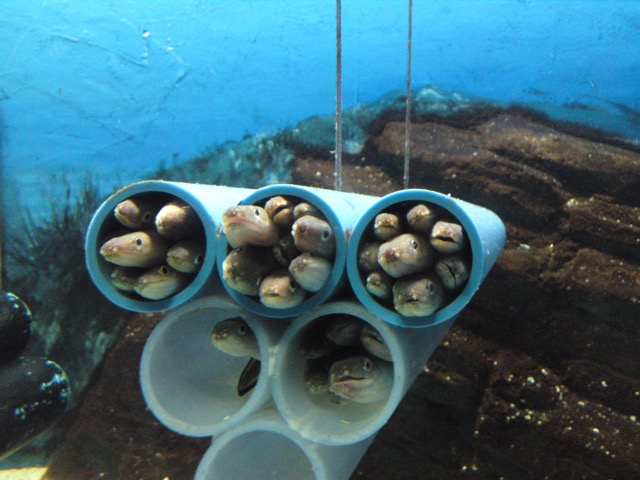 須磨海浜水族園