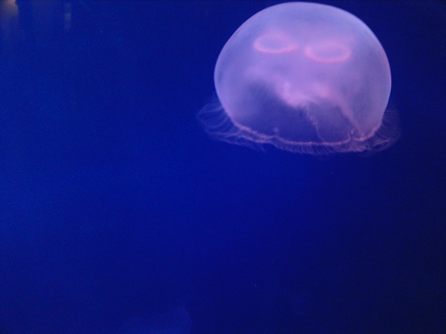 須磨海浜水族園