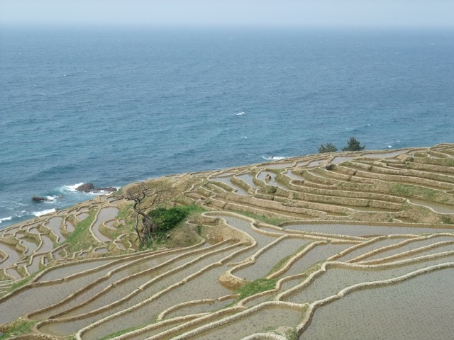 白米千枚田